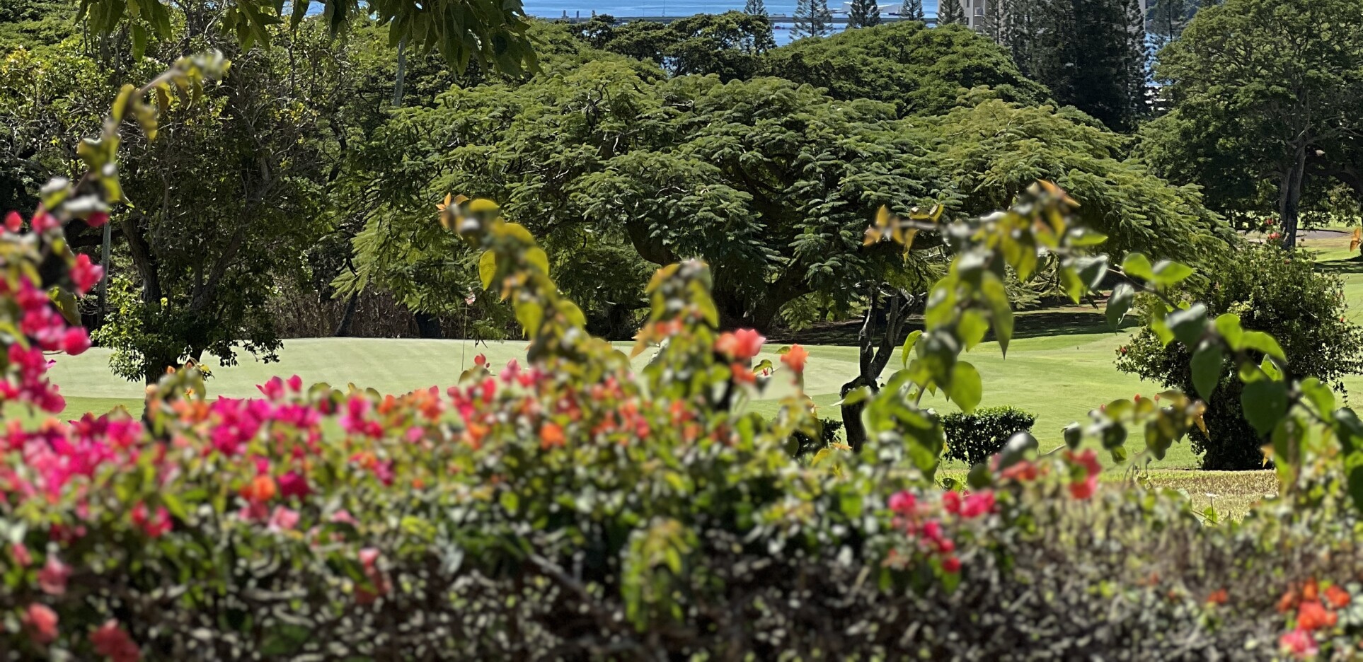 Flowers and foliage on golf course fairway